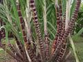 Saccharum officinarum